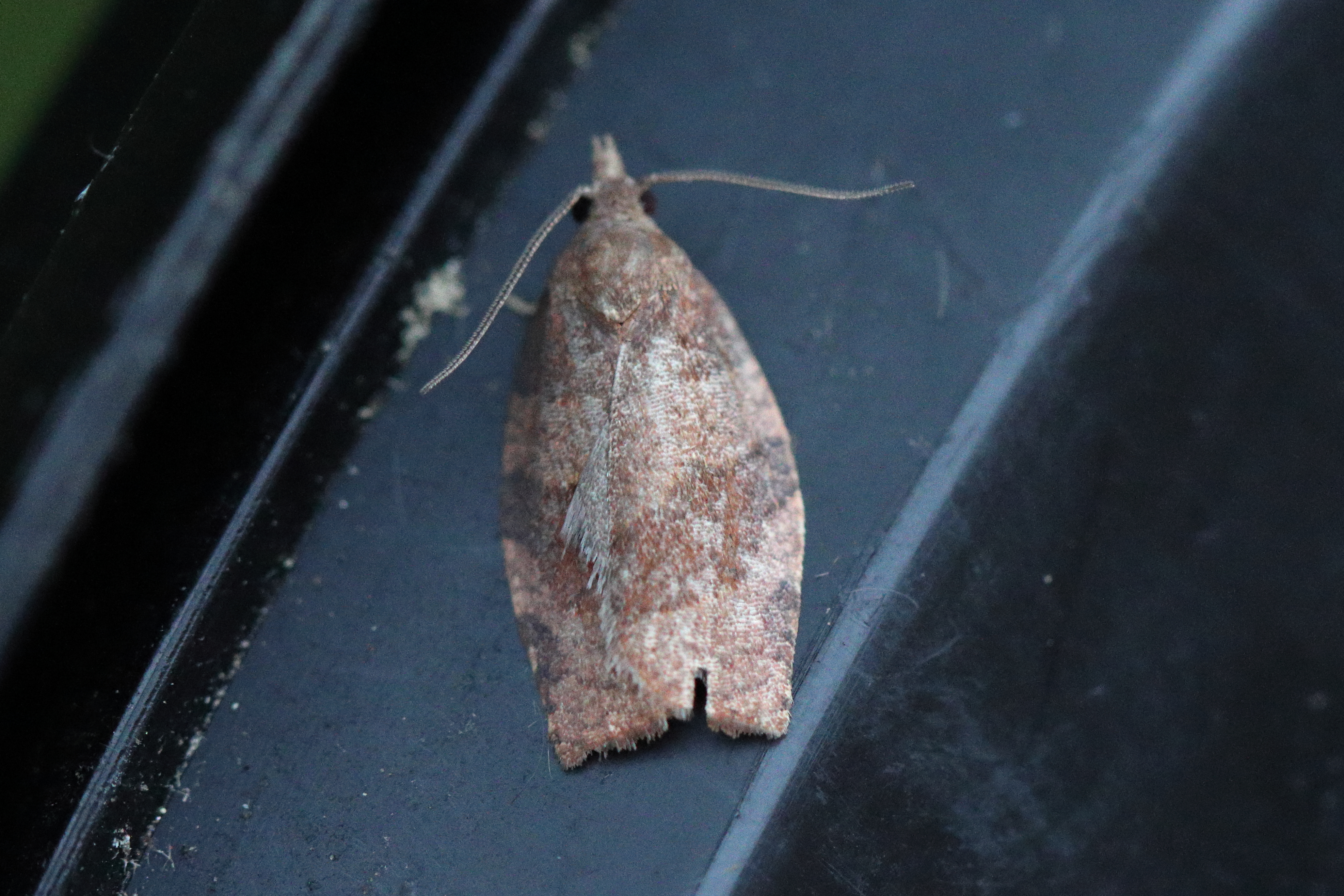 Photo of White-faced Twist (Pandemis cinnamomeana)